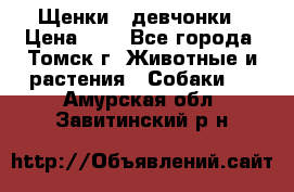 Щенки - девчонки › Цена ­ 2 - Все города, Томск г. Животные и растения » Собаки   . Амурская обл.,Завитинский р-н